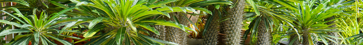 Pachypodium Pachypodium