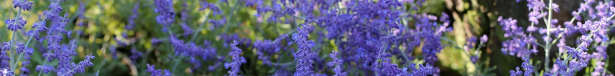 Perovskia Perovskia