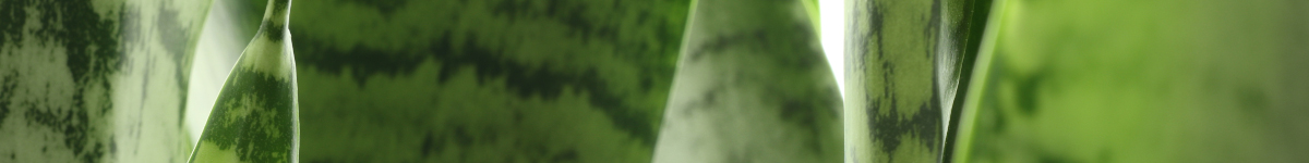 Sansevieria zeylanica Sansevieria zeylanica