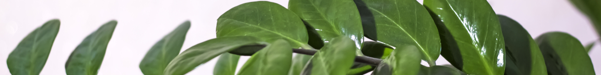 Zamioculcas Zamioculcas