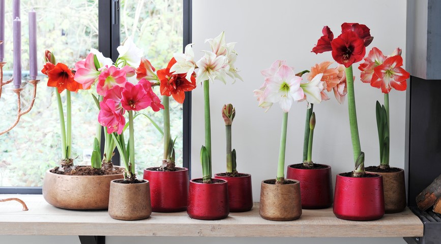 Hippeastrum Hippeastrum